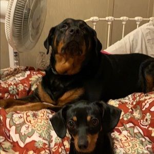 Meet your Posher, Peggy